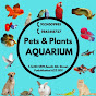 Petsand plants aquarium 