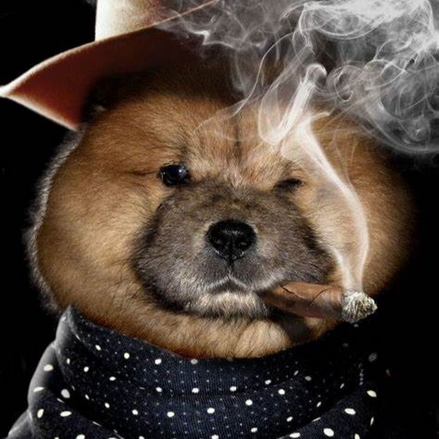 Smoking dog. Смешные чау чау. Чау чау Мем. Мем чау чау чау. Pop Smoke Dog.