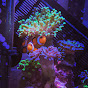 The Tiny Reef Tank