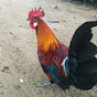 SSP jungle fowl 