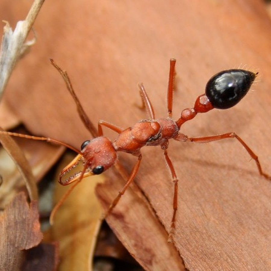 Есть ли жало у муравьев. Австралийский муравей бульдог. Myrmecia brevinoda. Муравей бульдог жало. Муравьи листорезы.