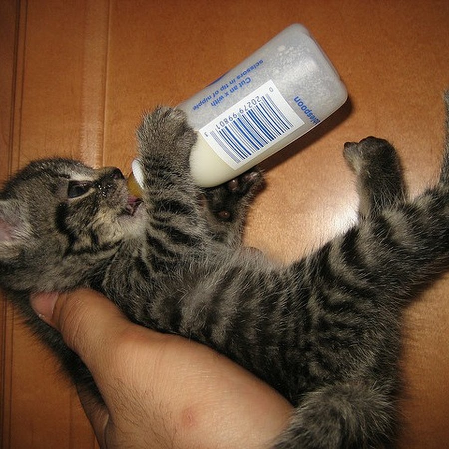 Когда начинать кормить котят. Молоко для котят. Котенок пьет молоко. Трехдневный котенок. Подкармливание котят.