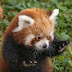 red panda