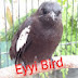 Eyyi Bird