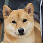 The Shiba in seat 25