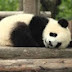 FAT Panda