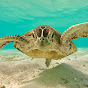 sea ​​turtle