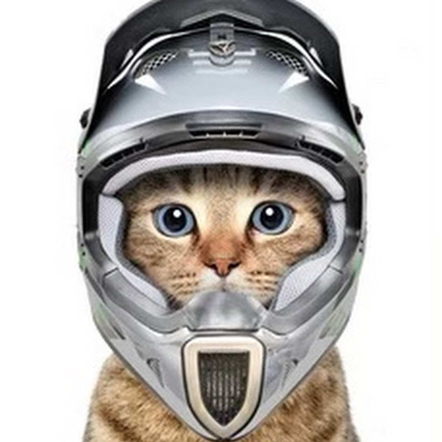 Котик в шлеме