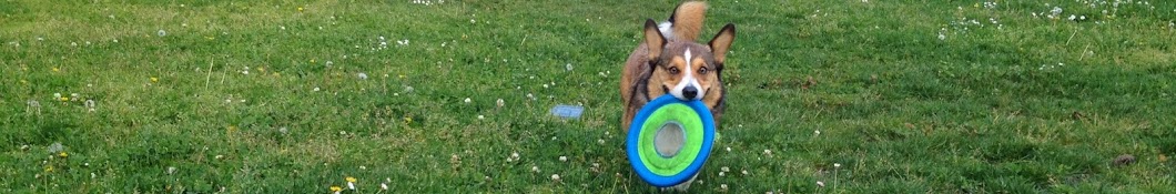 Bandit The Corgi