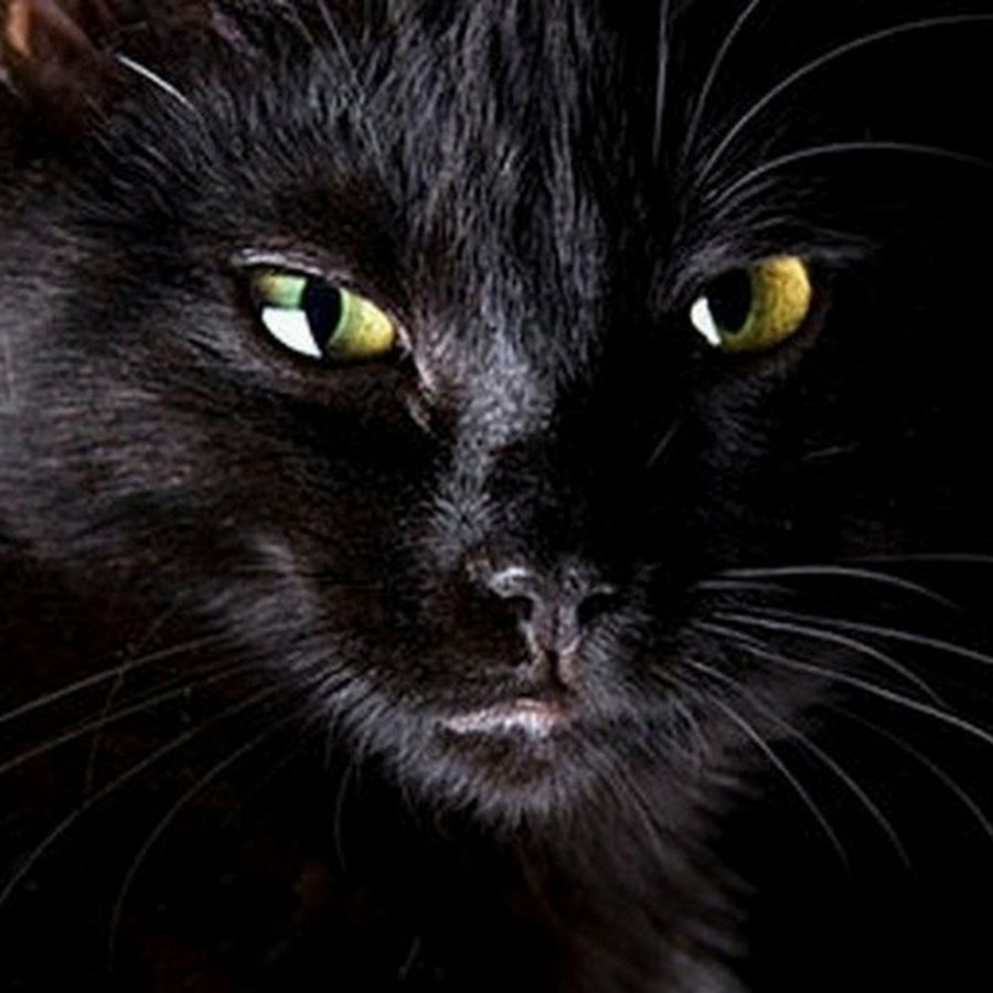 Gato negro