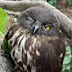 Round Head Owl