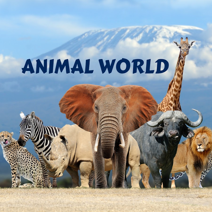 Animal World