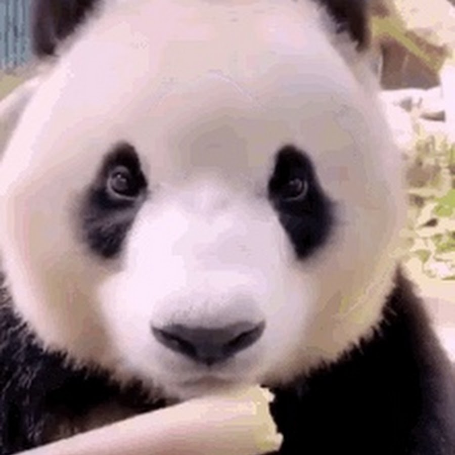 Панда гифки. Панда фото. Панда улыбается. Счастливая Панда.