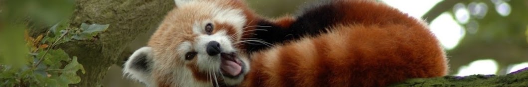 Red Panda