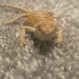 Cheeto The Bearded Dragon 