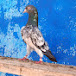 kasur pigeon shok