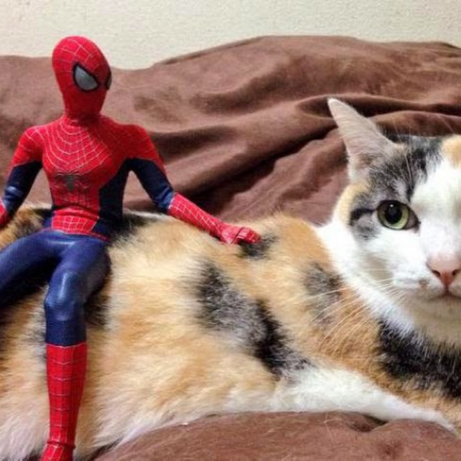 Включи человек и кот. Коты Супергерои. Кот человек паук. Кот паук. Кот в костюме супергероя.