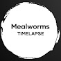 Mealworms Timelapse