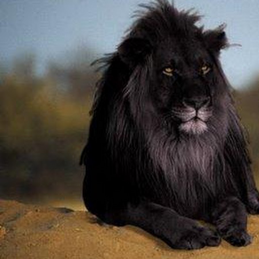 Черный лев 8. Меланизм Лев. Черный Капский Лев. Лев с черной гривой.