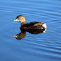 Gulf Coast Bird Observatory