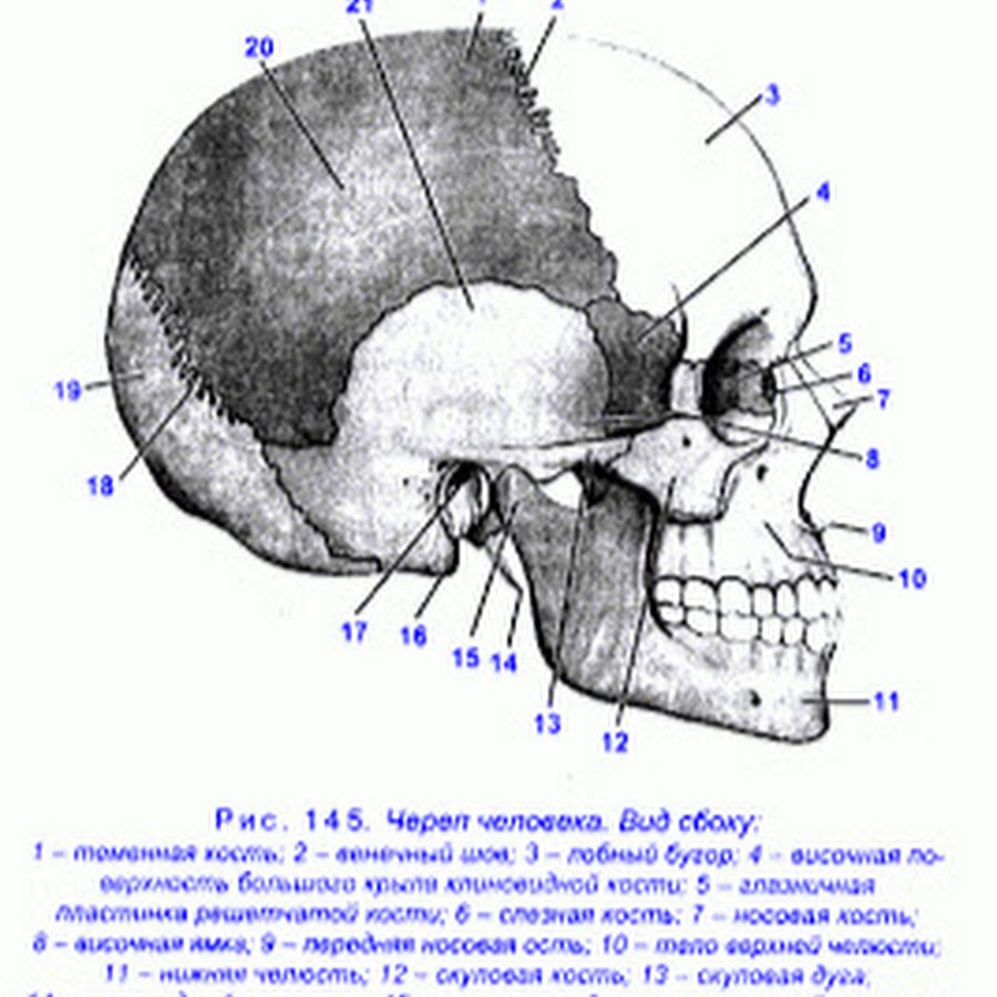 Все кости черепа соединены друг с другом. Анатомия костей черепа человека. Строение черепа спереди и сбоку. Строение черепа вид сбоку. Череп человека вид сбоку рисунок с обозначениями.