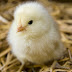 Little Chick 