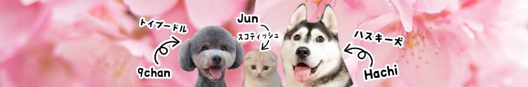 Dog and cat parent stupid diary Husky & Cute Cat