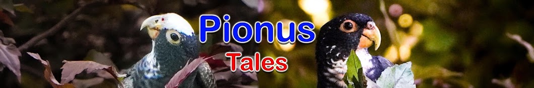 Pionus Tales Banner