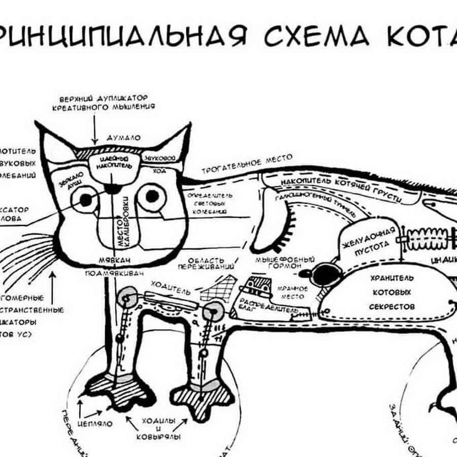 Кот шредингера москва