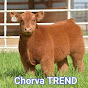 Chorva TREND 