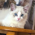 ragdoll cat and a Himalayan cat