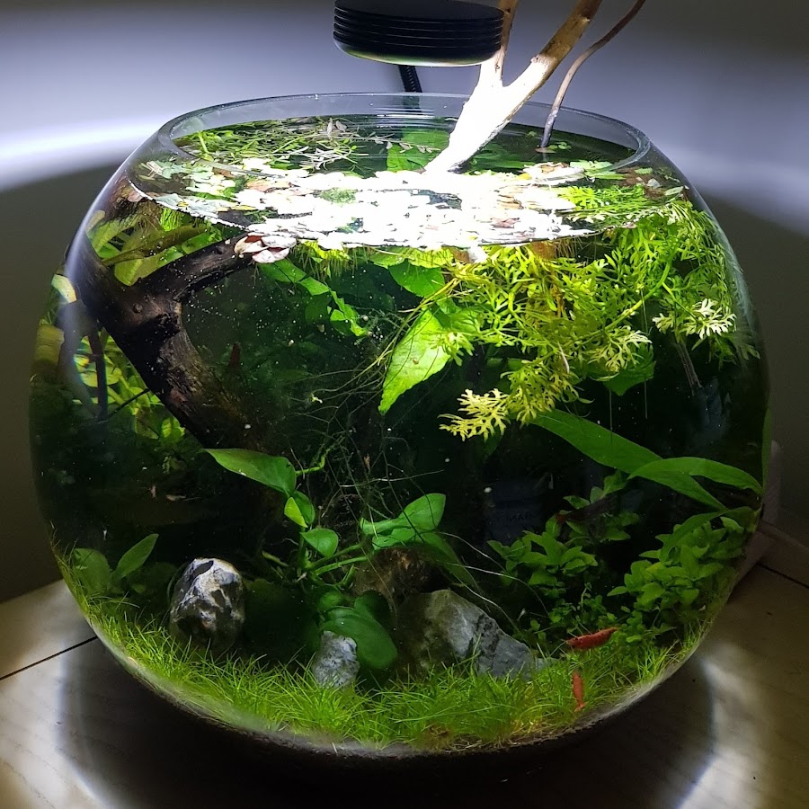 Jungle Jar Aquatics - YouTube