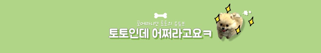 포메라니안 토토