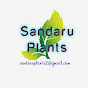 Sandaru Plants