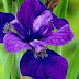 Iris Lila