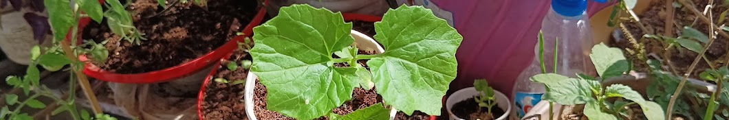 Pot Garden