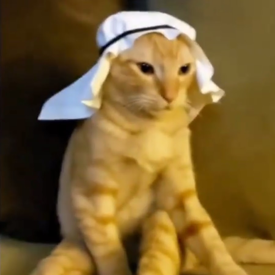 Кот араб