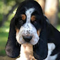 Ozbun Family Bassets & Bernedoodles