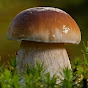 Mushroom Forest