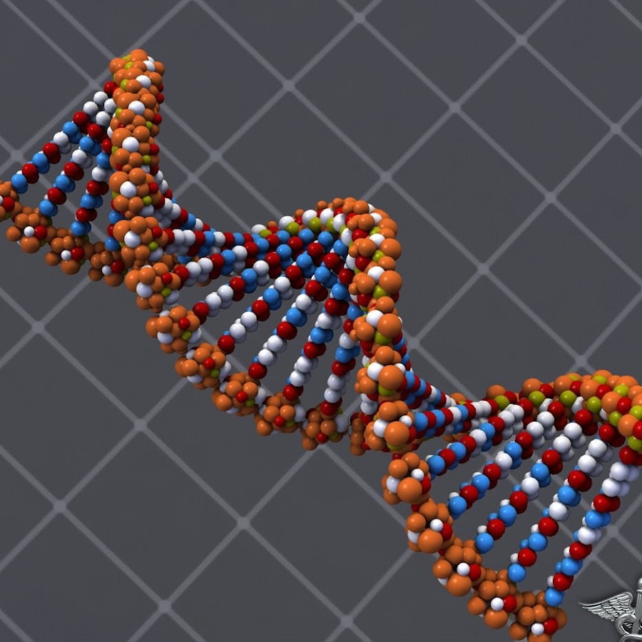 DNA structure 3d