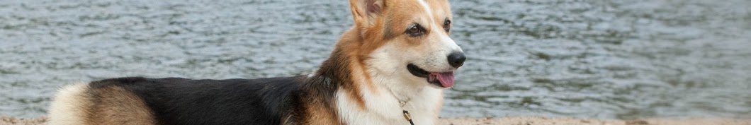 Mayflower corgi sale