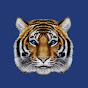 Tiger Financial News Network