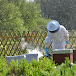 les Abeilles et le Jardin de christian 