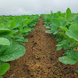 Fazenda Sonho Dourado - Dom Eliseu-PA