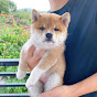 柴犬春卷的英國日常 Shiba Harumaki in UK