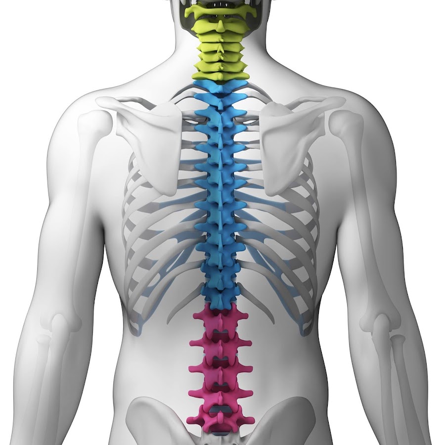 Полисегментарный остеохондроз. Th2 позвоночника. Позвоночник на белом фоне. Поясничный отдел позвоночника. Ориентиры позвоночника.