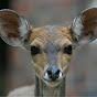 Whitetail Deer