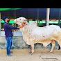 Cattle Studio Karachi