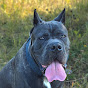 Blu Warrior | Life with Cane Corso