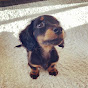 ベルHOUSE【Miniature Dachshund】